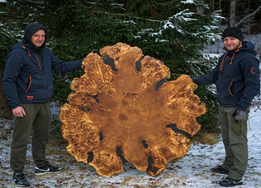 Far Eastern Elm Table